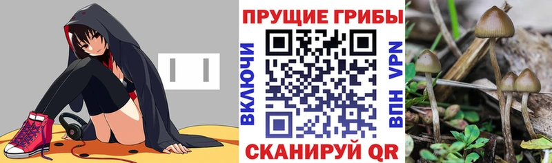 сколько стоит  Каменск-Уральский  Галлюциногенные грибы Psilocybine cubensis 